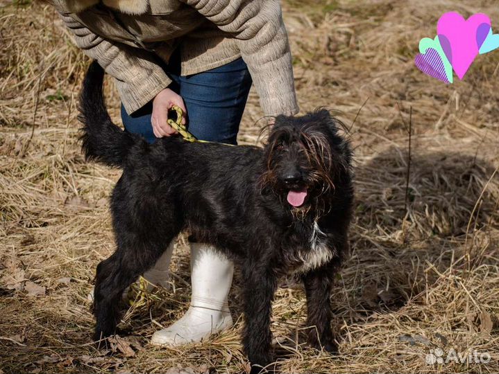 Собака Золушка, 3.5 г., любвеобильная и хороший др