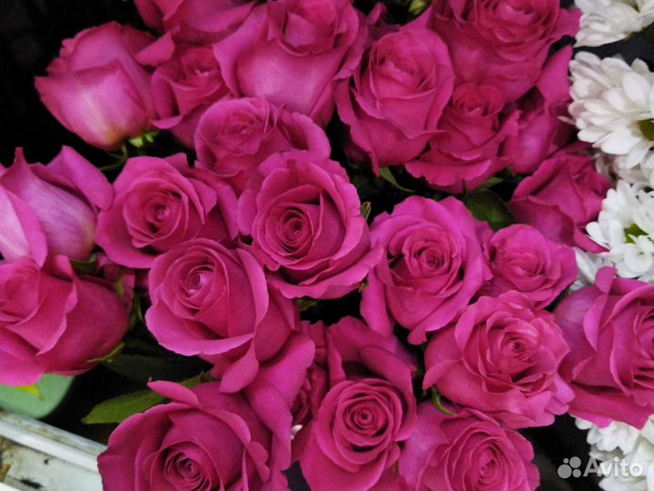 Розы Эквадор премиум