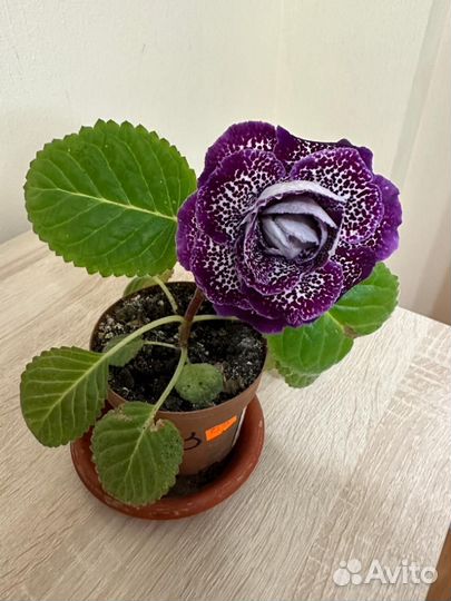 Глоксиния махровая