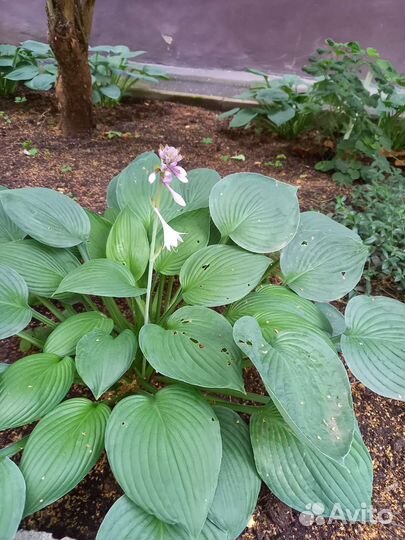 Хоста растение