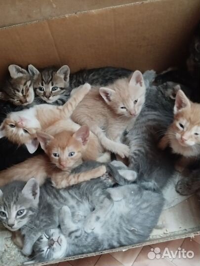 Котята в добрые руки бесплатно