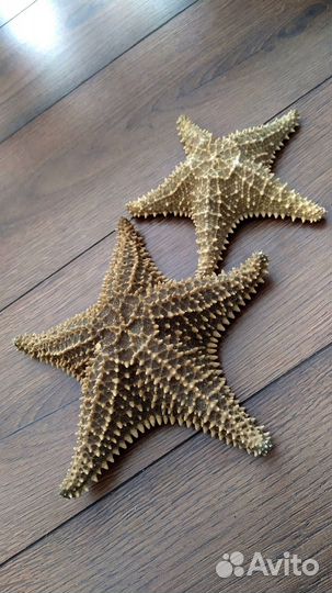 Звезда морская