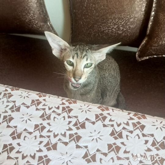 Ориентальные котята