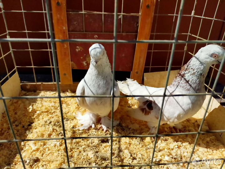Породистые голуби