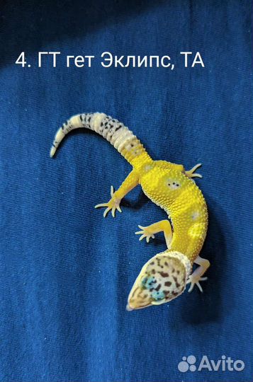 Малыши эублефары разные