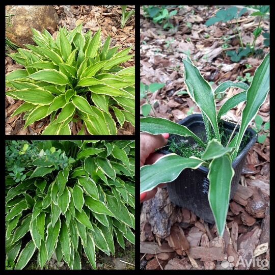 Хоста 7 видов