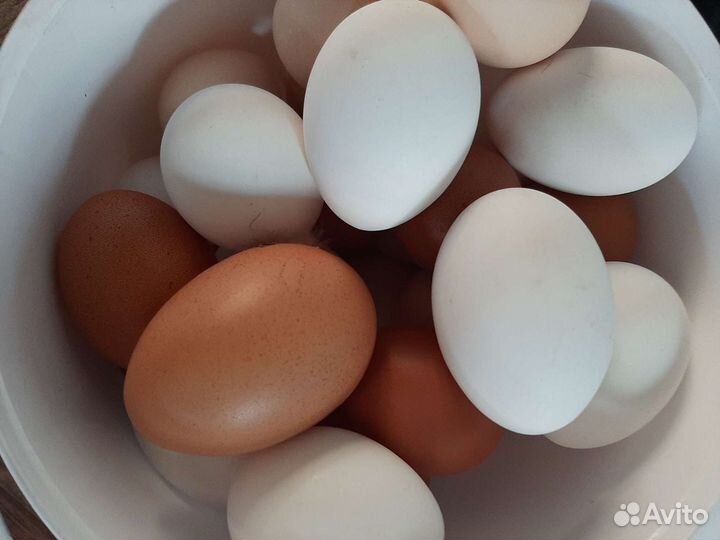 Домашние куриные яйца
