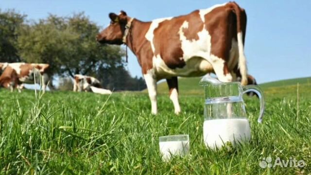 Молоко коровье