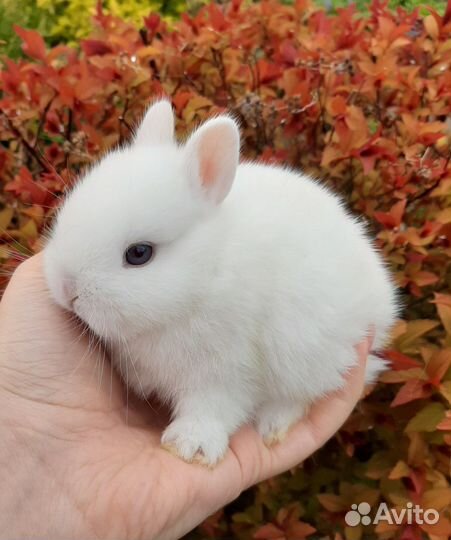 Карликовые крольчата, ручные малыши