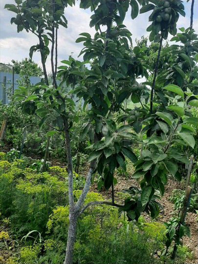 Участок 32 сот. (ИЖС)