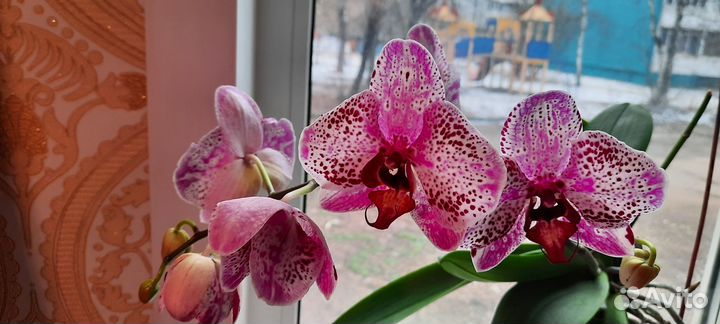 Орхидея фаленопсис