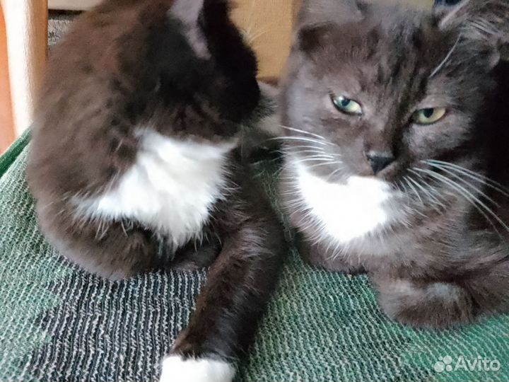 Котята в добрые руки бесплатно