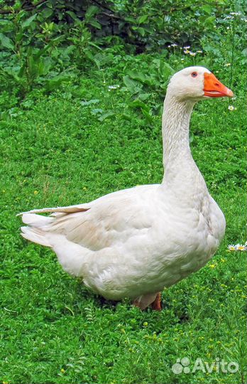 Продаю гусей