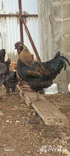 Молодые петушки