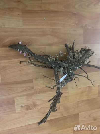 Продам пион