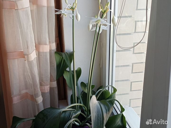 Эухарис амазонская лилия