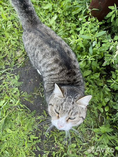 Котик Семен