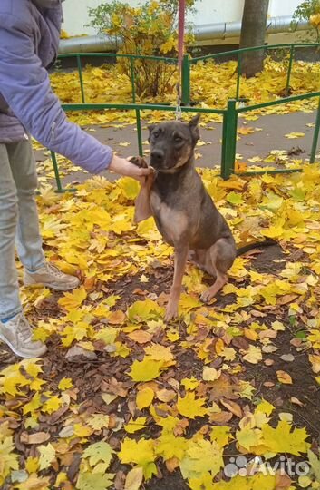 Активный пес компаньон ищет дом