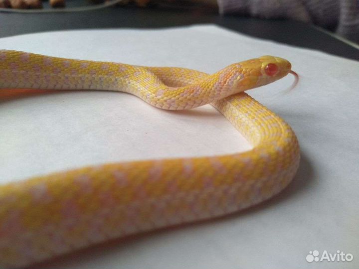 Подвязочный уж альбинос