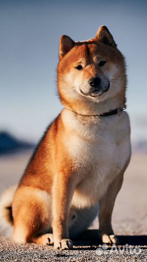 Сиба- ину кобель для вязки