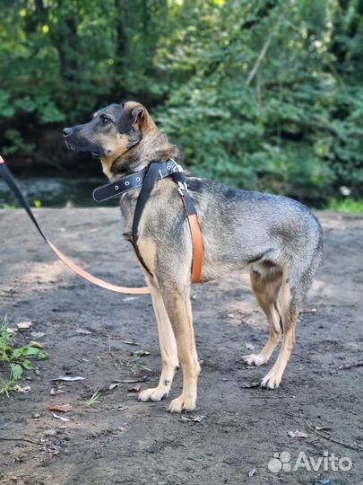 Маленький пёс из приюта