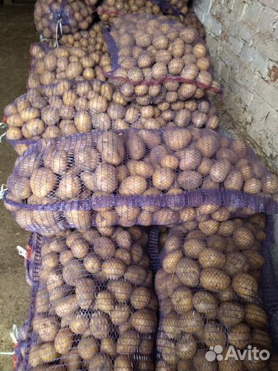 Картофель оптом
