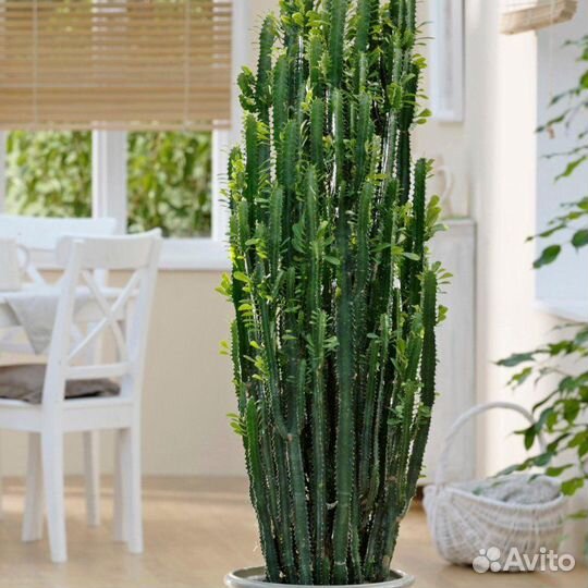 Отдам Молочай трехгранный