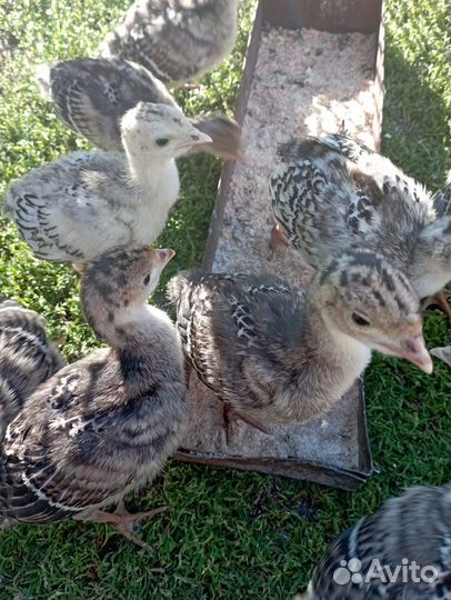 Индюшата возраст 2 недели