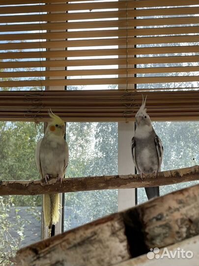 Попугай корелла птенцы