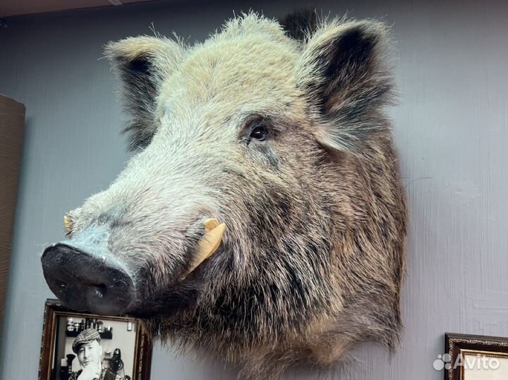 Чучело кабана