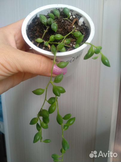 Эухарис амазонская лилия, и другие