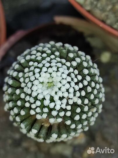 Ацтекиум,Люти,Навахоа,Эскобария