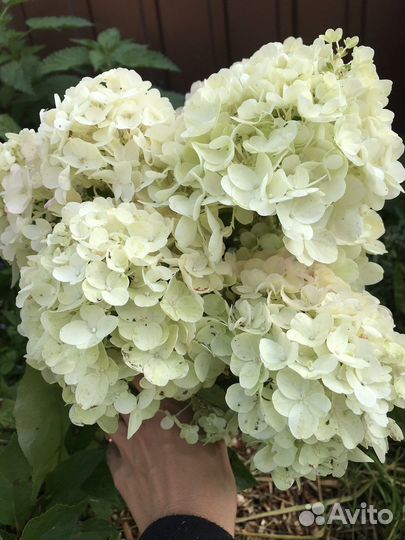 Гортензия саммер сноу