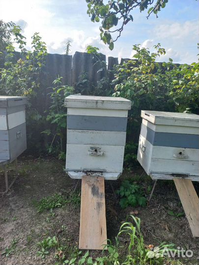 Пчелы с ульем