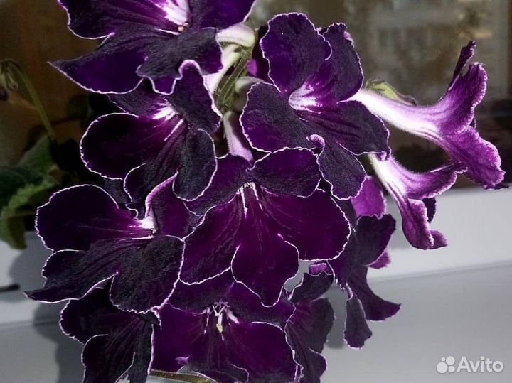 Стрепсик Цветет