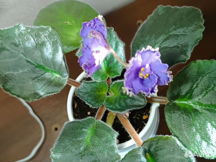 Цветущие фиалки