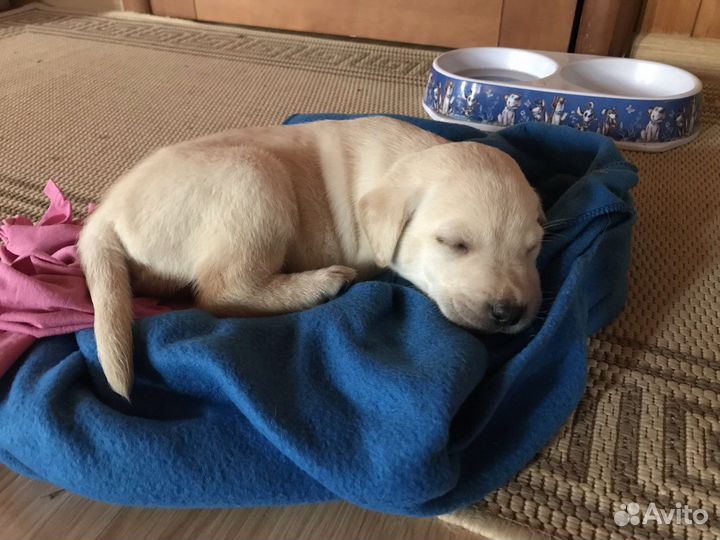 Кобель лабрадора вязка