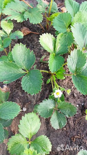 Клубника ремонтантная