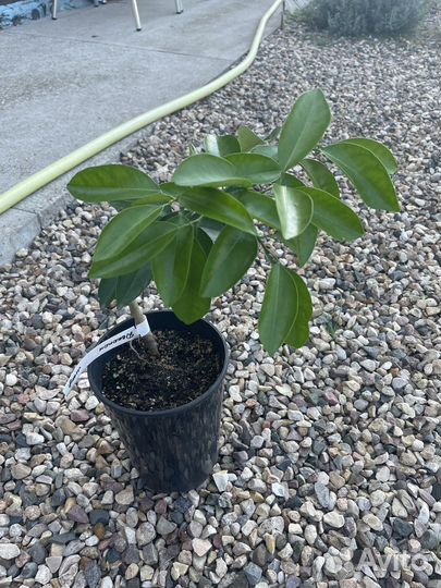 Мандарин Декопон