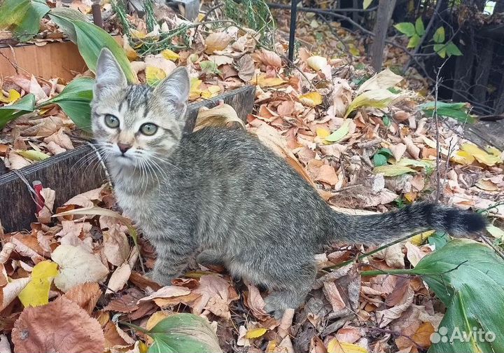 Котята