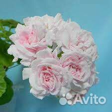 Пеларгония Millfield Rose