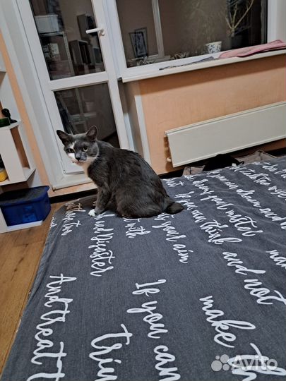 Кошка в добрые руки