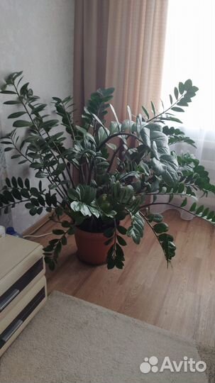 Замиокулькас большой