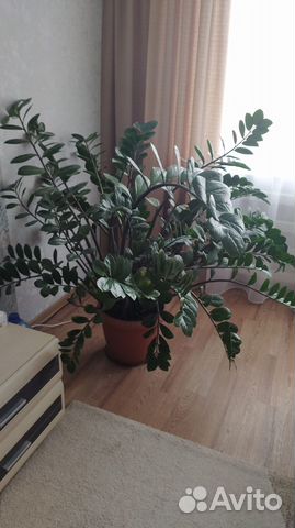 Замиокулькас большой