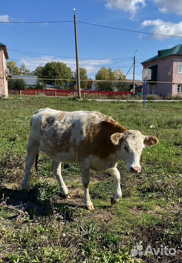 Коровы дойные молочные