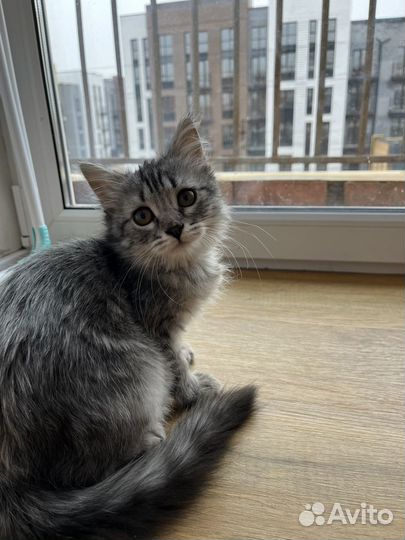 Котик в добрые руки