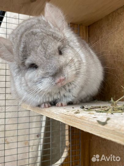 Ангорская шиншилла носитель сапфира