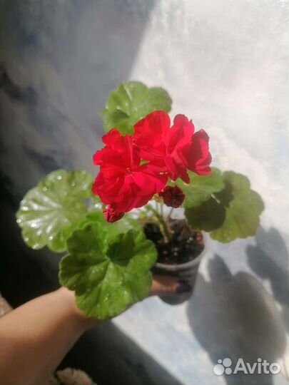 Комнатные растения