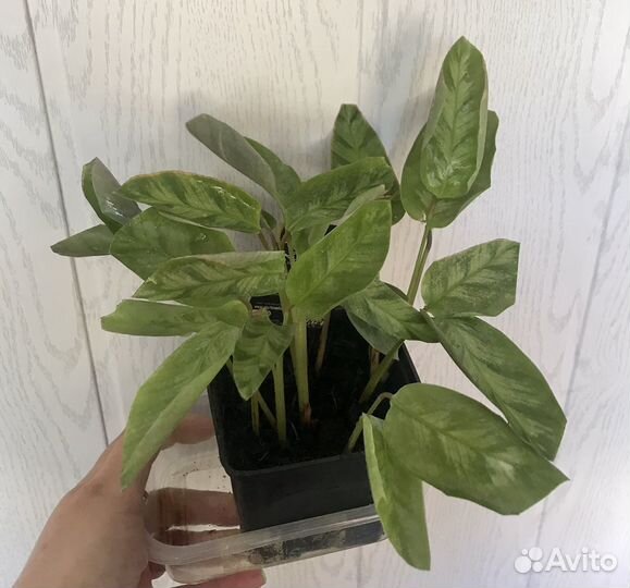 Калатея Мисто