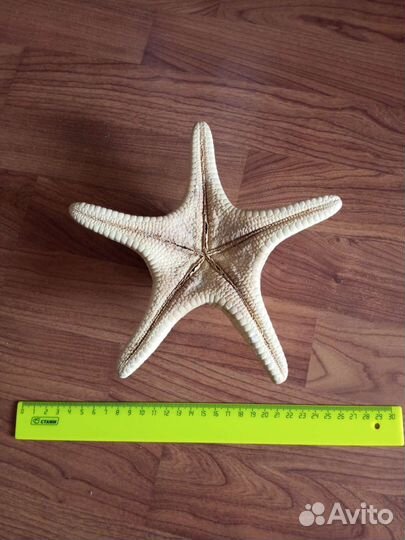 Большая морская звезда